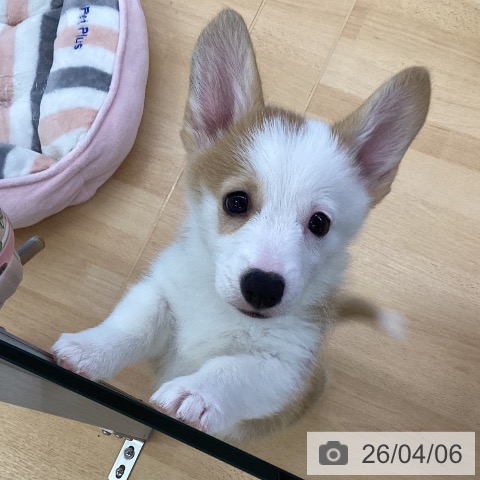 埼玉県のウェルシュコーギーペンブローク (ペットプラス 羽生店/2026年1月28日生まれ/男の子/レッドホワイト)の子犬の3枚目の画像