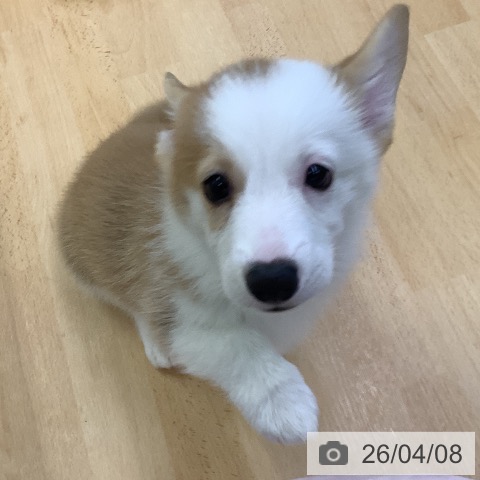 埼玉県のウェルシュコーギーペンブローク (ペットプラス 羽生店/2026年1月28日生まれ/男の子/レッドホワイト)の子犬の3枚目の画像