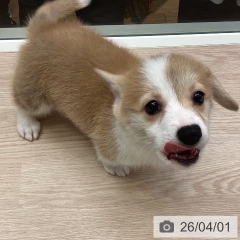 千葉県のウェルシュコーギーペンブローク (ペットプラス 幕張新都心店/2026年1月28日生まれ/女の子/レッドホワイト)の子犬の4枚目の画像