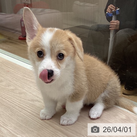 千葉県のウェルシュコーギーペンブローク (ペットプラス 幕張新都心店/2026年1月28日生まれ/女の子/レッドホワイト)の子犬の3枚目の画像