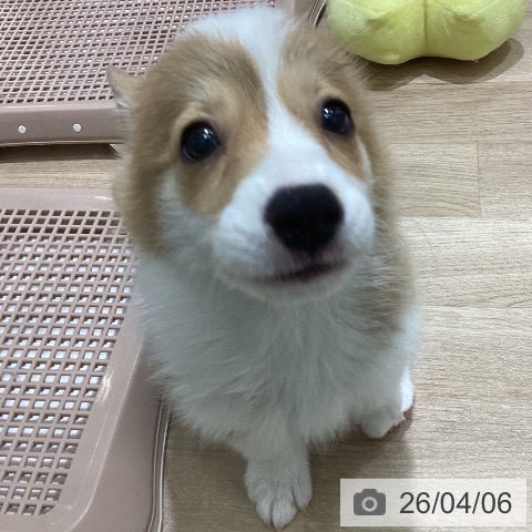 長野県のウェルシュコーギーペンブローク (ペットプラス 須坂店/2026年1月28日生まれ/女の子/レッドホワイト)の子犬の4枚目の画像