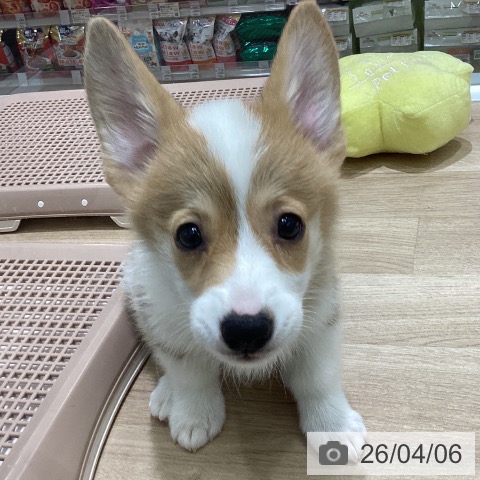 長野県のウェルシュコーギーペンブローク (ペットプラス 須坂店/2026年1月28日生まれ/女の子/レッドホワイト)の子犬の3枚目の画像