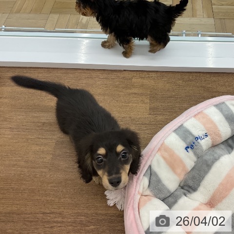 千葉県のミニチュアダックスフンド(ロング) (ペッツワン 千葉ニュータウン店/2026年1月29日生まれ/男の子/ブラックイエロー)の子犬の3枚目の画像