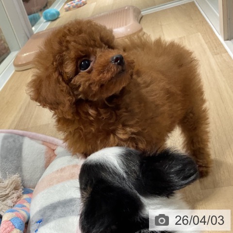 神奈川県のトイプードル(トイ) (ペットプラス 湘南平塚店/2026年1月26日生まれ/男の子/レッド)の子犬の4枚目の画像