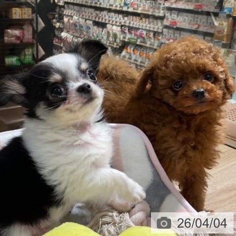 神奈川県のトイプードル(トイ) (ペットプラス 湘南平塚店/2026年1月26日生まれ/男の子/レッド)の子犬の3枚目の画像