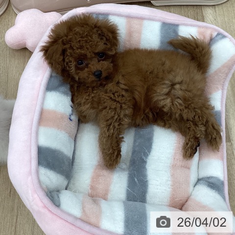 山梨県のトイプードル(トイ) (ペットプラス 甲府国母店/2026年1月26日生まれ/男の子/レッド)の子犬の4枚目の画像