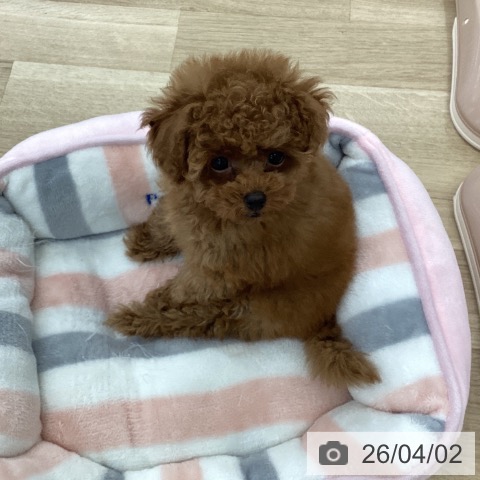 山梨県のトイプードル(トイ) (ペットプラス 甲府国母店/2026年1月26日生まれ/男の子/レッド)の子犬の3枚目の画像