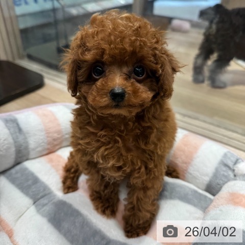 東京都のトイプードル(トイ) (ペットプラス アクアシティお台場店/2026年1月26日生まれ/男の子/レッド)の子犬の4枚目の画像