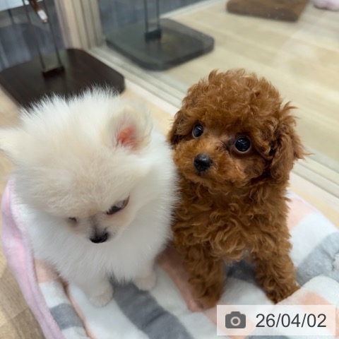 東京都のトイプードル(トイ) (ペットプラス アクアシティお台場店/2026年1月26日生まれ/男の子/レッド)の子犬の3枚目の画像