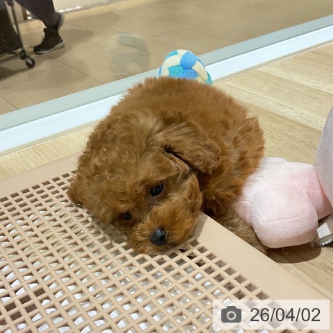 トイ・プードルの写真