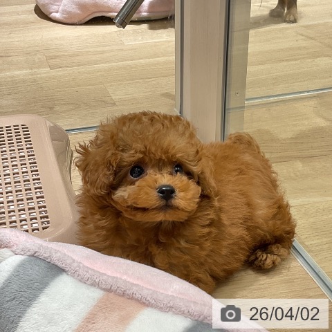 トイ・プードルの写真