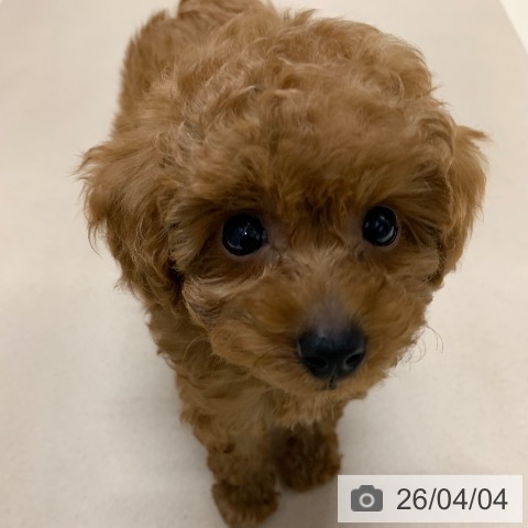 千葉県のトイプードル(トイ) (ペットプラス 幕張新都心店/2026年1月28日生まれ/女の子/レッド)の子犬の3枚目の画像