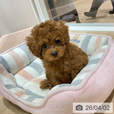 トイ・プードルの写真