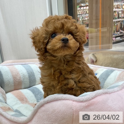 トイ・プードルの写真