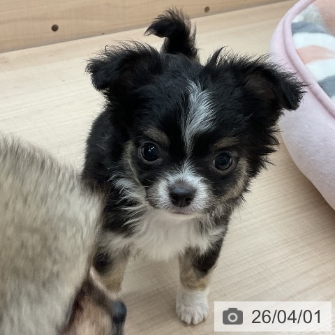 東京都のチワワ(ロング) (ペッツワン 南砂町SUNAMO店/2026年1月27日生まれ/男の子/ブラックタンホワイト)の子犬の3枚目の画像