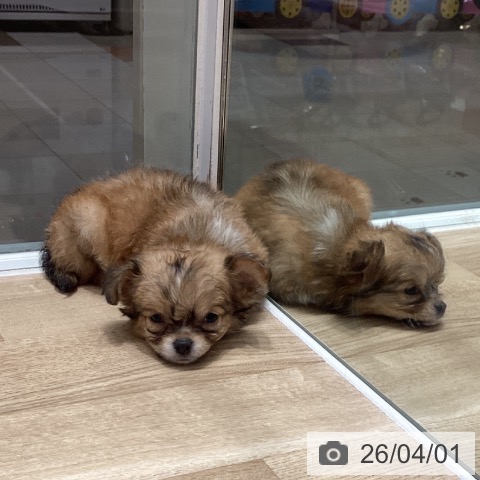 埼玉県のチワワ(ロング) (ペットプラス ピオニウォーク東松山店/2026年1月27日生まれ/男の子/フォーンホワイト)の子犬の3枚目の画像