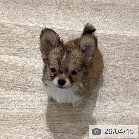 埼玉県のチワワ(ロング) (ペットプラス ピオニウォーク東松山店/2026年1月27日生まれ/男の子/フォーンホワイト)の子犬の4枚目の画像