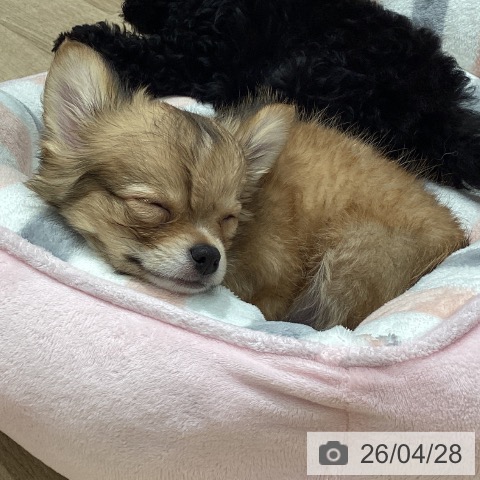 埼玉県のチワワ(ロング) (ペットプラス ピオニウォーク東松山店/2026年1月27日生まれ/男の子/フォーンホワイト)の子犬の4枚目の画像