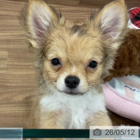 茨城県のチワワ(ロング) (ペッツワン 古河店/2026年1月27日生まれ/男の子/フォーンホワイト)の子犬の3枚目の画像