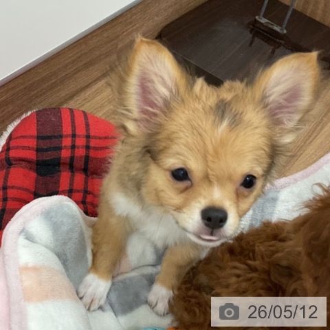 茨城県のチワワ(ロング) (ペッツワン 古河店/2026年1月27日生まれ/男の子/フォーンホワイト)の子犬の4枚目の画像