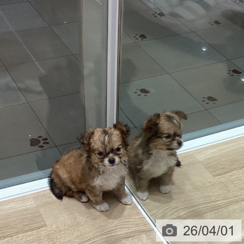 埼玉県のチワワ(ロング) (ペットプラス ピオニウォーク東松山店/2026年1月27日生まれ/男の子/フォーンホワイト)の子犬の2枚目の画像