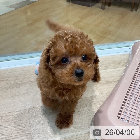 埼玉県のトイプードル(トイ) (ペットプラス ららぽーと新三郷店/2026年1月23日生まれ/男の子/レッド)の子犬の4枚目の画像