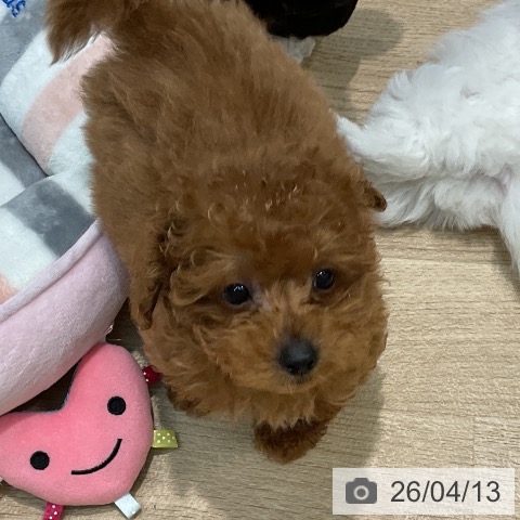 埼玉県のトイプードル(トイ) (ペットプラス ららぽーと新三郷店/2026年1月23日生まれ/男の子/レッド)の子犬の4枚目の画像