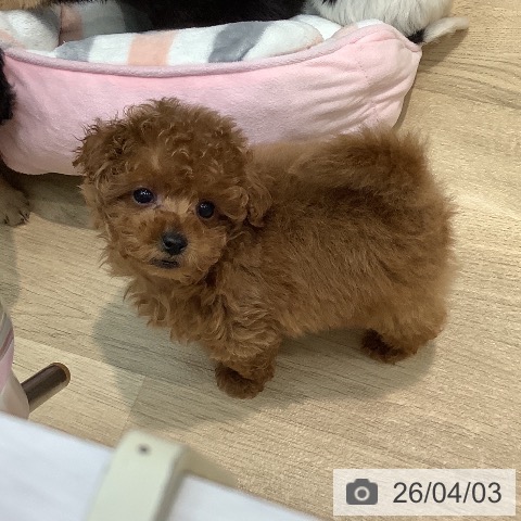 埼玉県のトイプードル(トイ) (ペットプラス ららぽーと新三郷店/2026年1月23日生まれ/男の子/レッド)の子犬の3枚目の画像