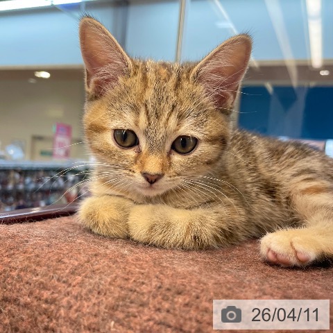 愛媛県のアメリカンショートヘアー (ペットプラス 新居浜店/2026年1月29日生まれ/女の子/ブラウンパッチドタビー)の子猫の4枚目の画像