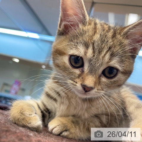 愛媛県のアメリカンショートヘアー (ペットプラス 新居浜店/2026年1月29日生まれ/女の子/ブラウンパッチドタビー)の子猫の3枚目の画像