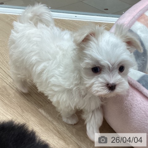 マルチーズの写真