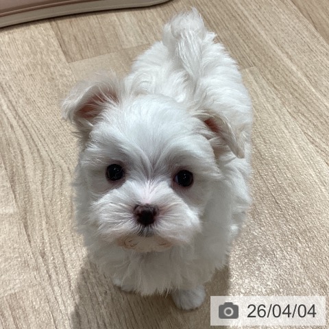 マルチーズの写真