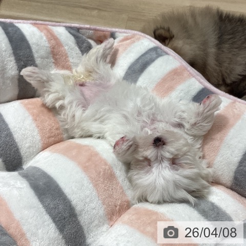 埼玉県のマルチーズ (ペットプラス ピオニウォーク東松山店/2026年1月30日生まれ/女の子/ホワイト)の子犬の4枚目の画像