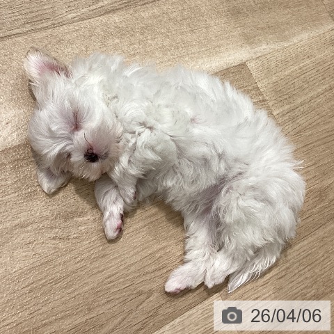 埼玉県のマルチーズ (ペットプラス ピオニウォーク東松山店/2026年1月30日生まれ/女の子/ホワイト)の子犬の3枚目の画像