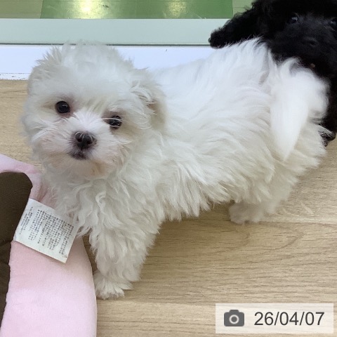 山梨県のマルチーズ (ペットプラス 甲府昭和店/2026年1月30日生まれ/女の子/ホワイト)の子犬の4枚目の画像