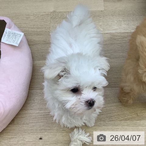 山梨県のマルチーズ (ペットプラス 甲府昭和店/2026年1月30日生まれ/女の子/ホワイト)の子犬の4枚目の画像