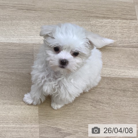 山梨県のマルチーズ (ペットプラス 甲府昭和店/2026年1月30日生まれ/女の子/ホワイト)の子犬の3枚目の画像