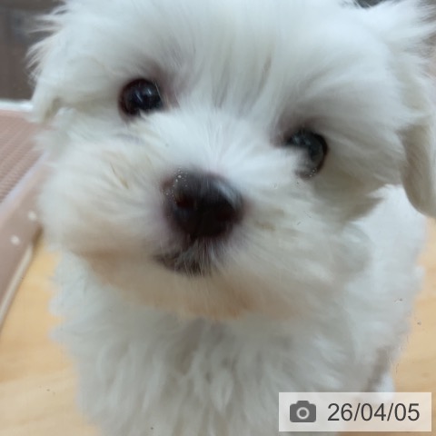 マルチーズの写真