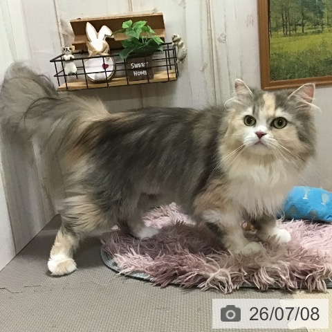 ペルシャの写真
