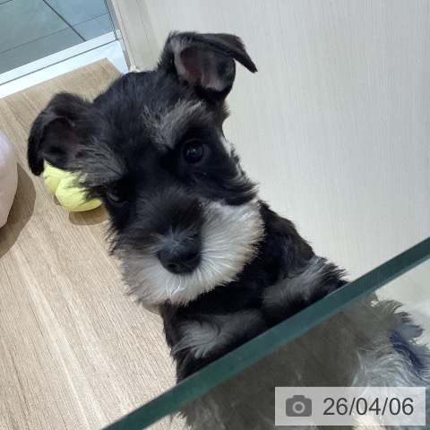 長野県のミニチュアシュナウザー (ペットプラス 須坂店/2026年1月30日生まれ/女の子/ブラックシルバー)の子犬の4枚目の画像