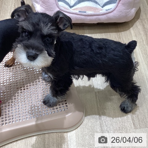 長野県のミニチュアシュナウザー (ペットプラス 須坂店/2026年1月30日生まれ/女の子/ブラックシルバー)の子犬の3枚目の画像