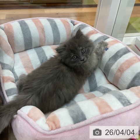 サイベリアンの写真