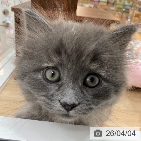 サイベリアンの写真