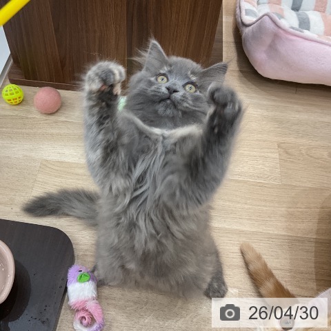 群馬県のサイベリアン (ペットプラス 前橋店/2026年1月30日生まれ/女の子/ブルークリーム)の子猫の4枚目の画像