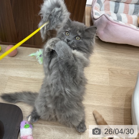 群馬県のサイベリアン (ペットプラス 前橋店/2026年1月30日生まれ/女の子/ブルークリーム)の子猫の3枚目の画像