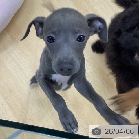 埼玉県のイタリアングレーハウンド (ペットプラス 羽生店/2026年2月1日生まれ/男の子/ブルー)の子犬の3枚目の画像