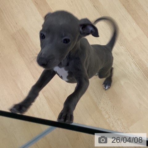 埼玉県のイタリアングレーハウンド (ペットプラス 羽生店/2026年2月1日生まれ/男の子/ブルー)の子犬の3枚目の画像