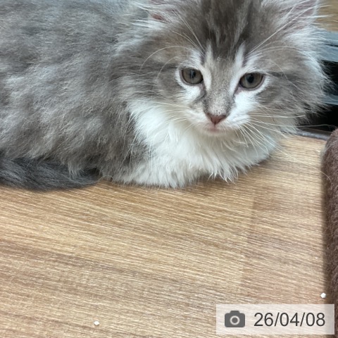 茨城県のノルウェージャンフォレストキャット (ペッツワン 古河店/2026年2月1日生まれ/男の子/ブルーマッカレルタビーホワイト)の子猫の4枚目の画像