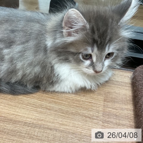 茨城県のノルウェージャンフォレストキャット (ペッツワン 古河店/2026年2月1日生まれ/男の子/ブルーマッカレルタビーホワイト)の子猫の3枚目の画像