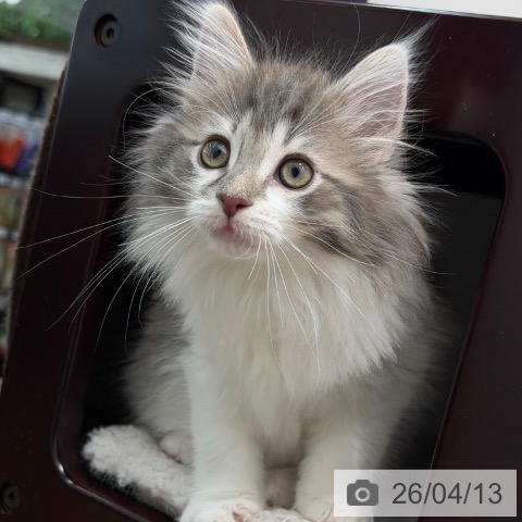 茨城県のノルウェージャンフォレストキャット (ペッツワン 古河店/2026年2月1日生まれ/男の子/ブルーマッカレルタビーホワイト)の子猫の4枚目の画像